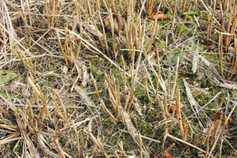 Watch: a bad harvest looks better now