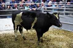 Forward cattle easy sold at Bandon Mart's 60th anniversary 