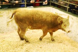 Maiden heifers shine at special crossbred Simmental sale