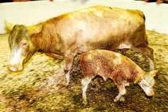 Cattle prices: strong demand continues for in-calf and calved sucklers at marts