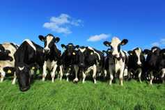 IFA news and activities this week 