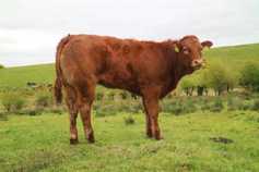 Challenging our BETTER beef farmers