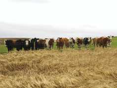 Farm Profit Programme: winter approaches in the Cairngorms