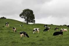 Finalists in Grassland farmer of the year 