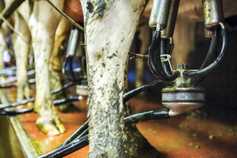 Monday Management: once-a-day milking for Hurricane Ophelia