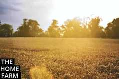 Matt Dempsey's home farm:  a hurricane and scam callers 