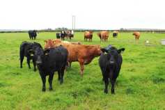 Watch: housing period suits weighing cattle