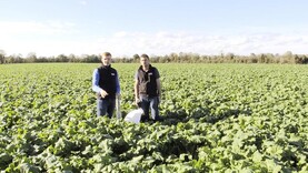Silage vs ad-lib finishing steers