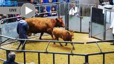 LIVE: from Thainstone Mart