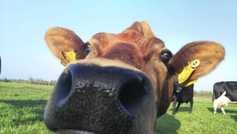 Global Dairy Trade prices slip    