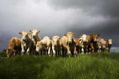 The challenges of Brexit and AI heard at Teagasc beef conference 