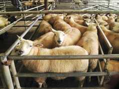 Sheep management: handling lambs