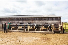 Dairy management: effects of Ophelia