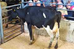 Good-quality suckler cows in demand