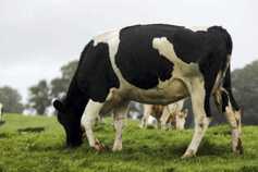 NI milk processors declare 30p base price for September 