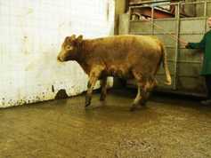 Plenty of buyers for quality cattle at Balla