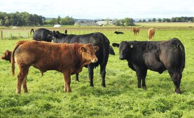 Northern Ireland beef trade steady as kill numbers increase 