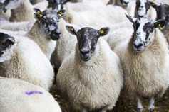 Sheep prices: bright aspects hard to find