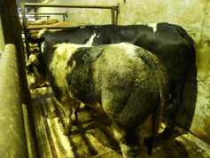 Demand for suckler cows strong