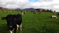 Comment: aim to build a more resilient dairy industry