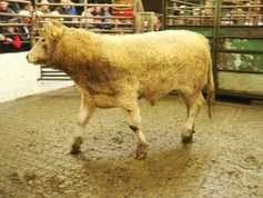 Upcoming sales in the marts