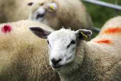 Sheep prices: more price pressure on the trade