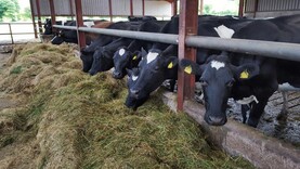 Dairy management: drying off cows