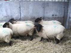 Sheep management: scanning early lambers and ram management