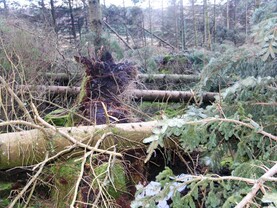 Five tips for foresters on how to deal with storm damage