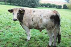 Farmer writes: beef cattle leaving a positive margin