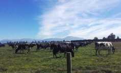 New Zealand’s new prime minister could pose major dairy challenge