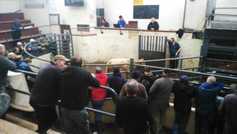 Mart prices: Charolais the king in Carrigallen