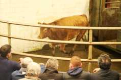 In pictures: in-calf heifers make up to €1,800 in Balla Mart