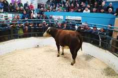 Mart prices: hit-and-miss trade at breeding heifer sale in Tuam