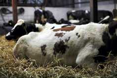 How much straw do you need this winter?