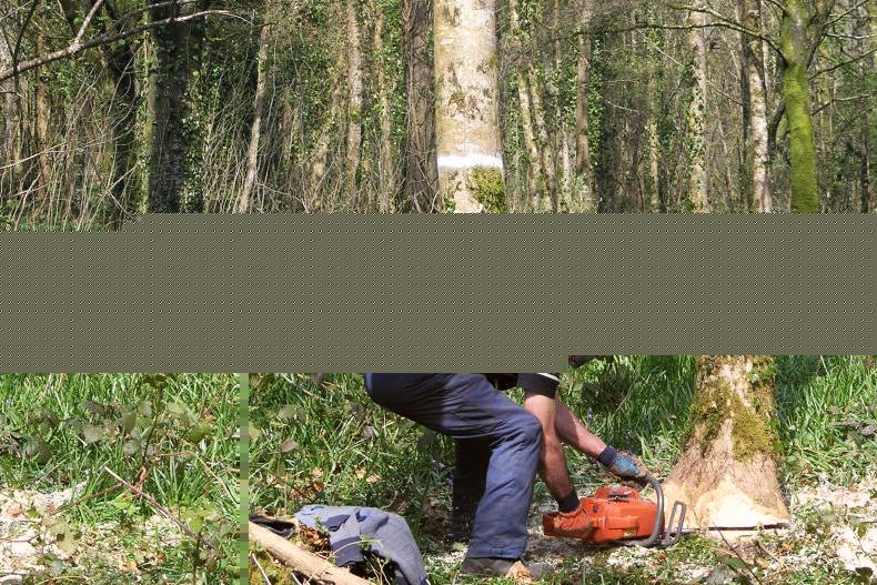 Forestry
