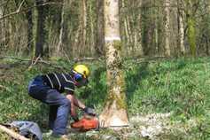 Dealing with ash forest die back