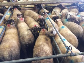 Sheep marts: weather slows trade for store lambs in Mountbellew