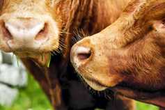 Bluetongue detected in imported cattle in Scotland