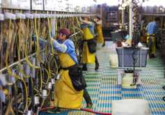 Dairy markets: renewed milk output dampens sentiment