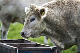Monday beef prices: plenty of bite but no budge in price