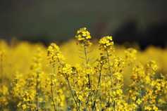 Is there a future for crop-based biofuels?