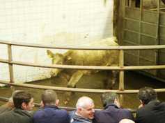 What's on in the marts