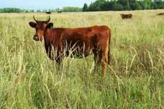 The accidental Russian beef tycoon from Alabama