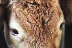 Proposal to ban live animal exports from the UK 
