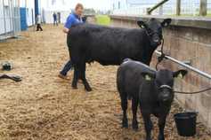 Angus premium slashed