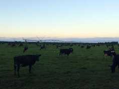 Student blog: working on a 1,250 head dairy herd in New Zealand