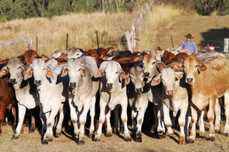 Running 1,100 head of cattle in Australia