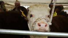 ABP and Hereford Prime still in partnership 