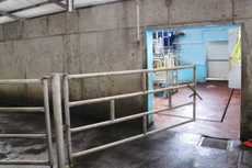 Better forage for dairy men and eyes on China for pig farmers